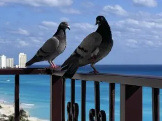 Cancún Hotels Use Trained Hawks Combat Pigeon Problem, Sparking Ethical Debate