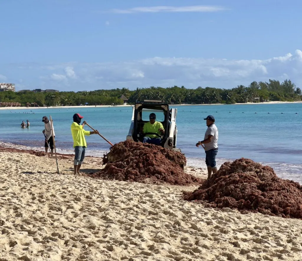 Sargassum clean up