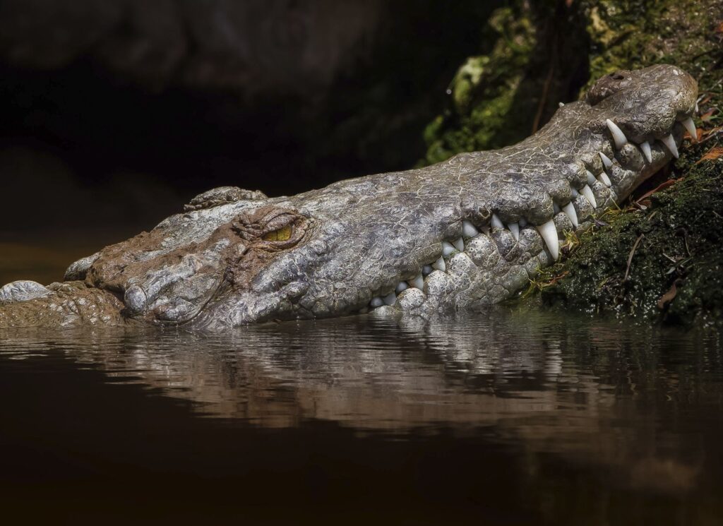 Cancun Crocodile