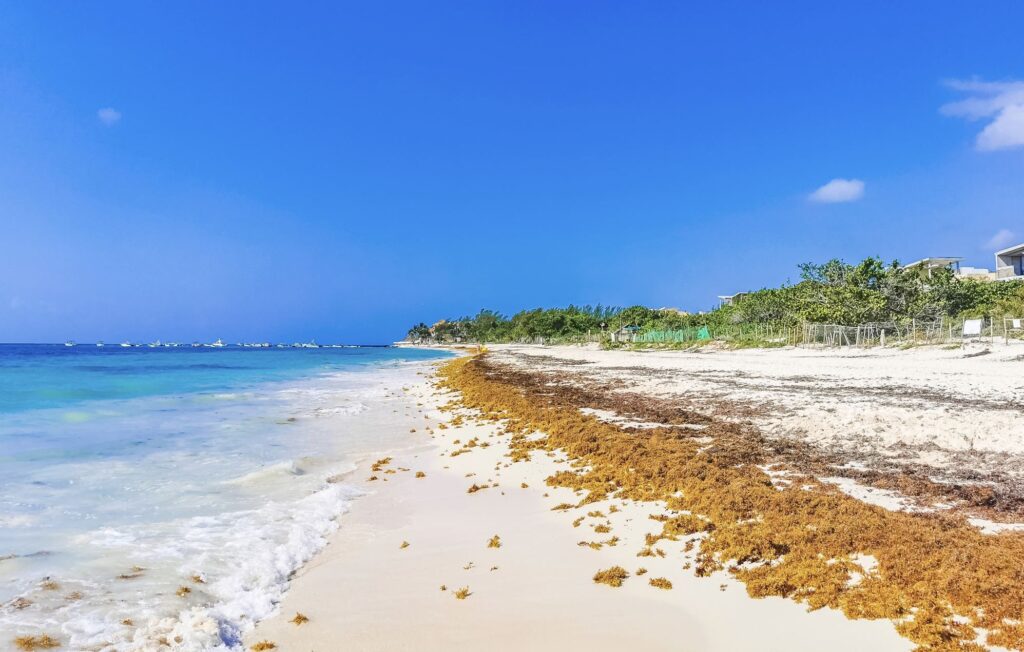 First Massive Sargassum Wave of the Season Hits Cancun Over 450 km of Coastline Impacted