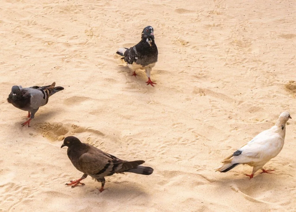 Pigeons on beach in cancun