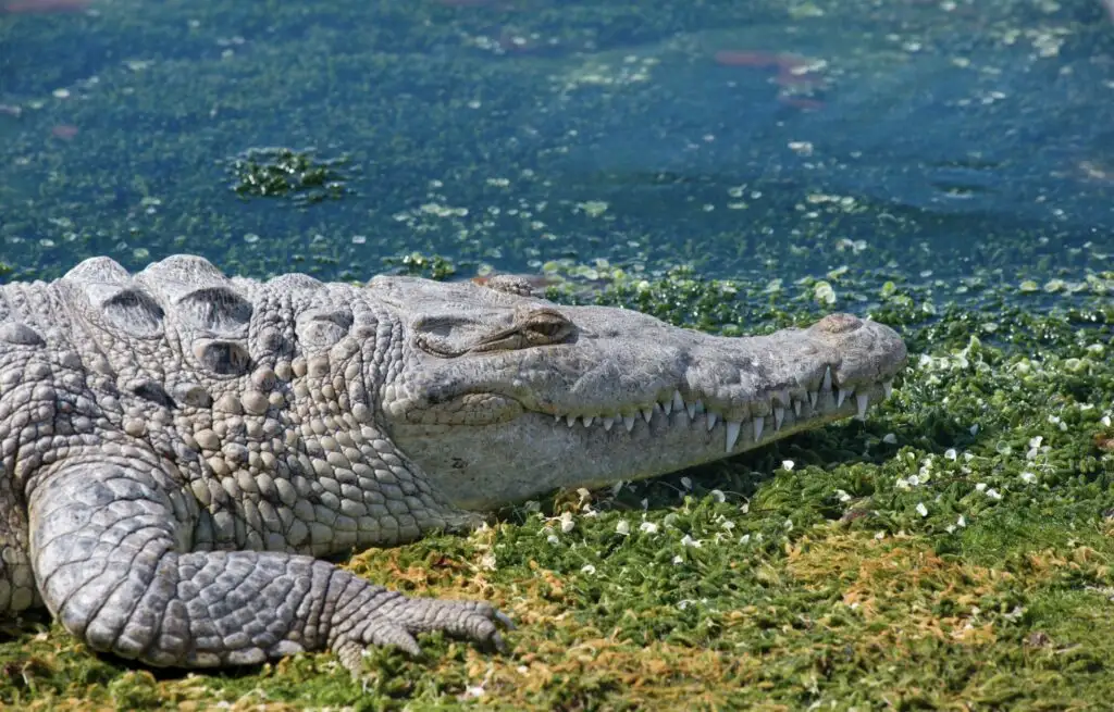 Video Crocodile Spotted Wandering Cancun Streets Trying To Return To Lagoon