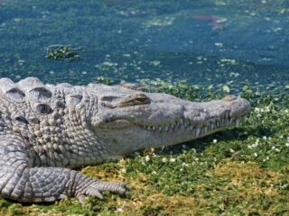 Video Crocodile Spotted Wandering Cancun Streets Trying To Return To Lagoon