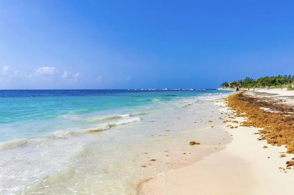 Heavy Sargassum Influx Hits Cancun Beaches Due to South Winds