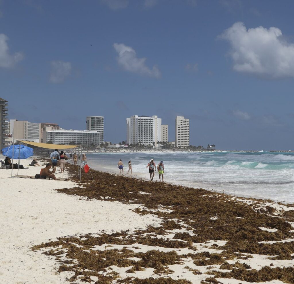 Cancun Hotel Zone Sargassum
