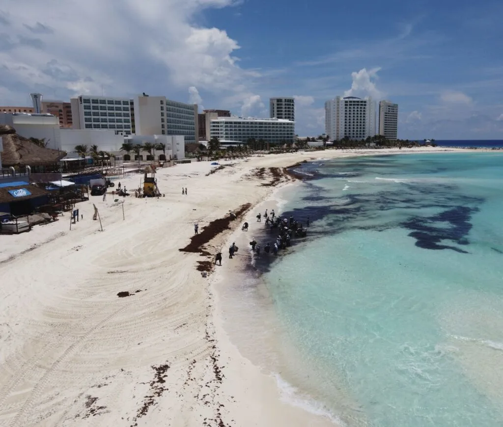 Sargassum on white sand beach