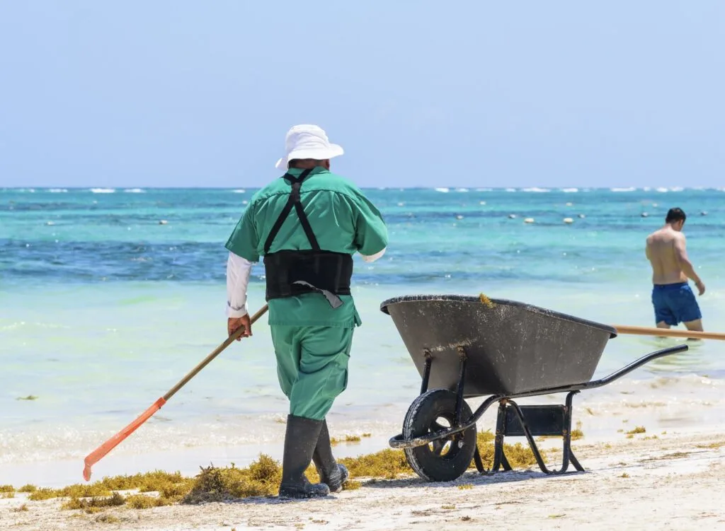 Mexican Worker Sweeping up Sargassum
