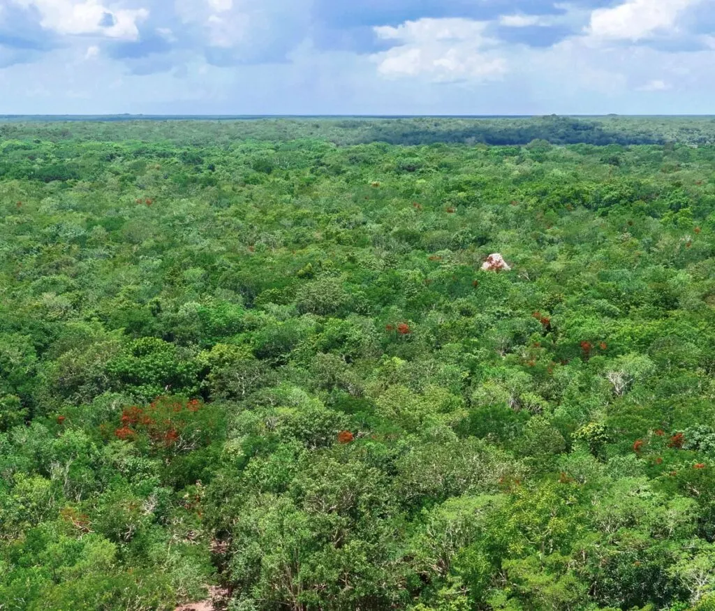 Jungle
