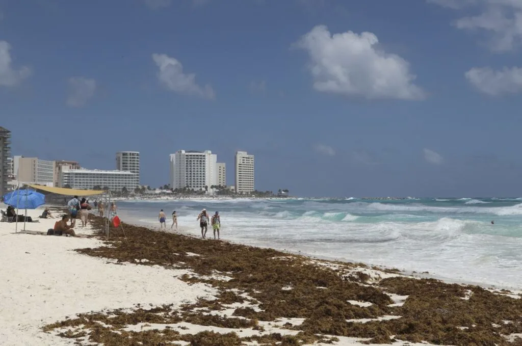 Sargassum hotel zone cancun