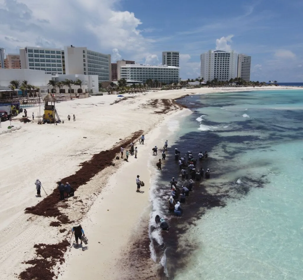 Sargassum Cancun