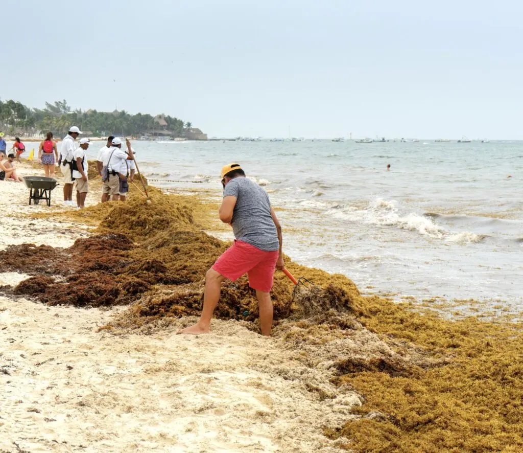 Workers clear Sargassum in Playa del Carmen