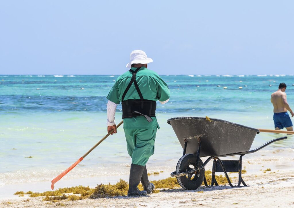 Man cleans sargassum on beach