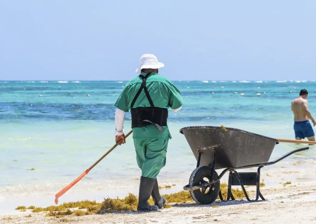 Man cleans sargassum on beach