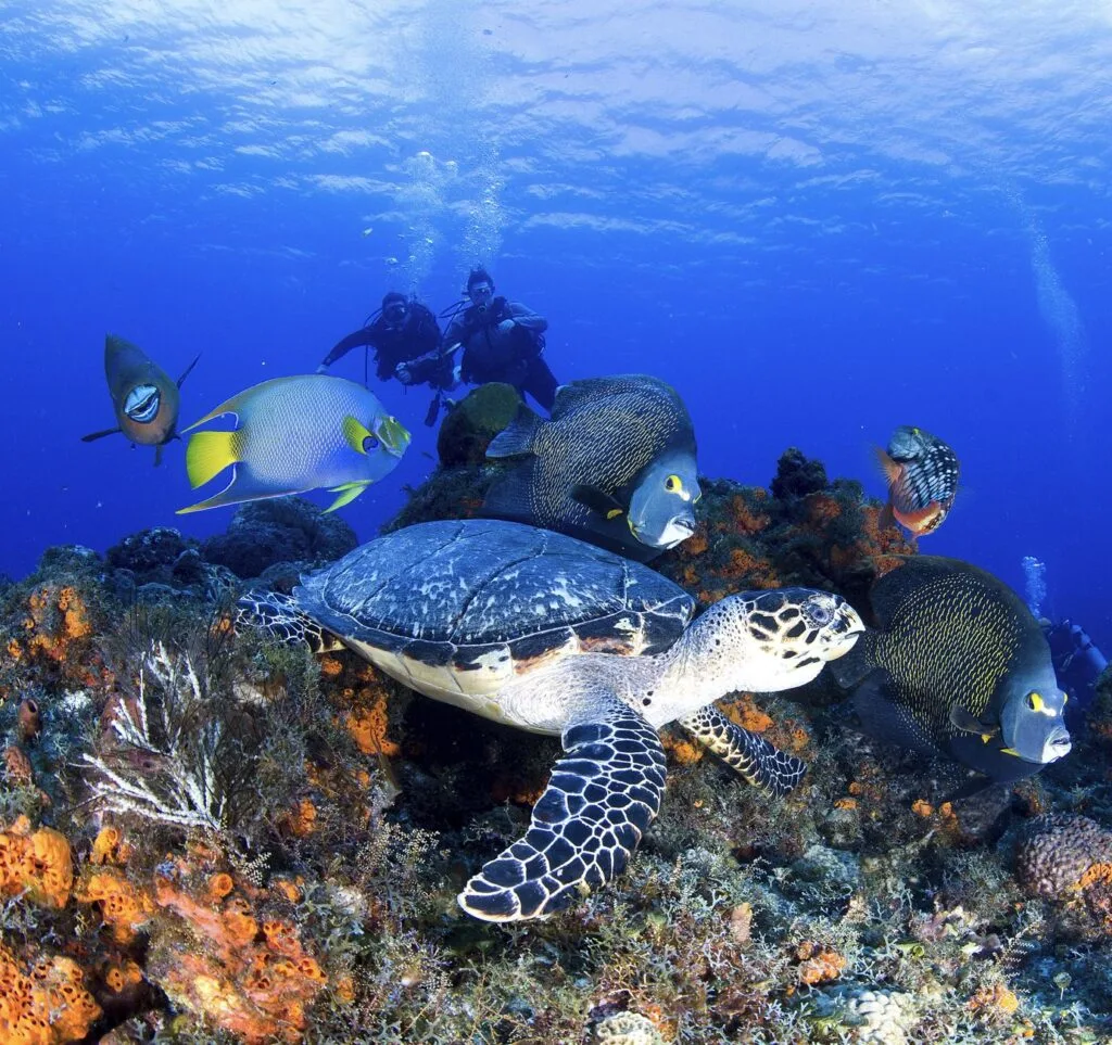 Dicing in Cozumel