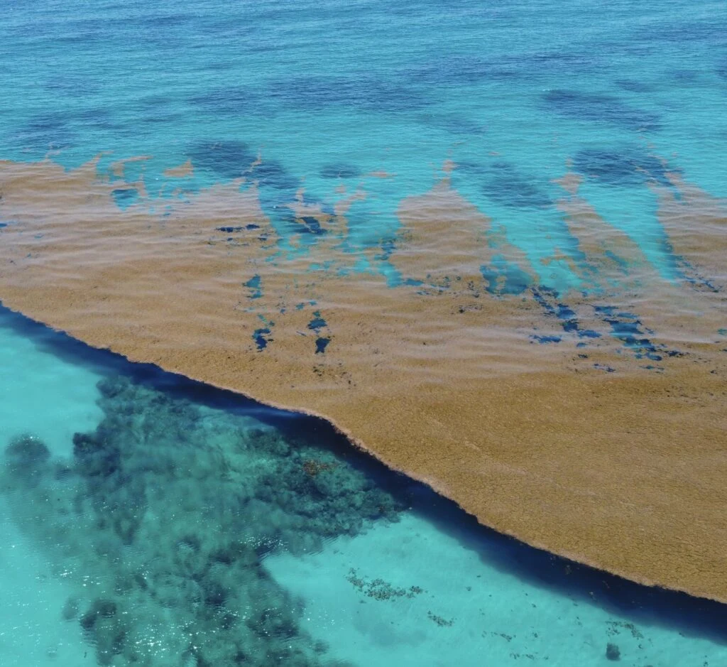 Sargassum Floating in sea