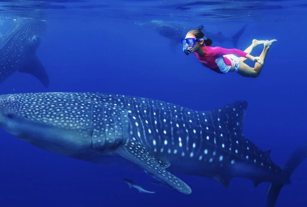 Swim With Whale Sharks The Size Of A School Bus! Cancun Season Begins May 15th