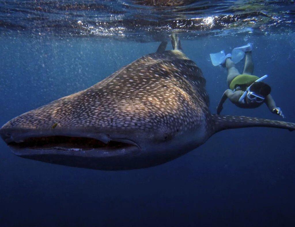 Snorkeling with whale shark