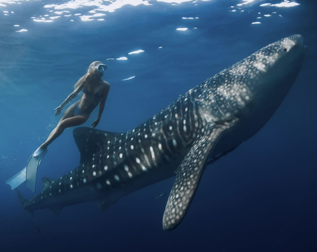 Swimming with whale sharks