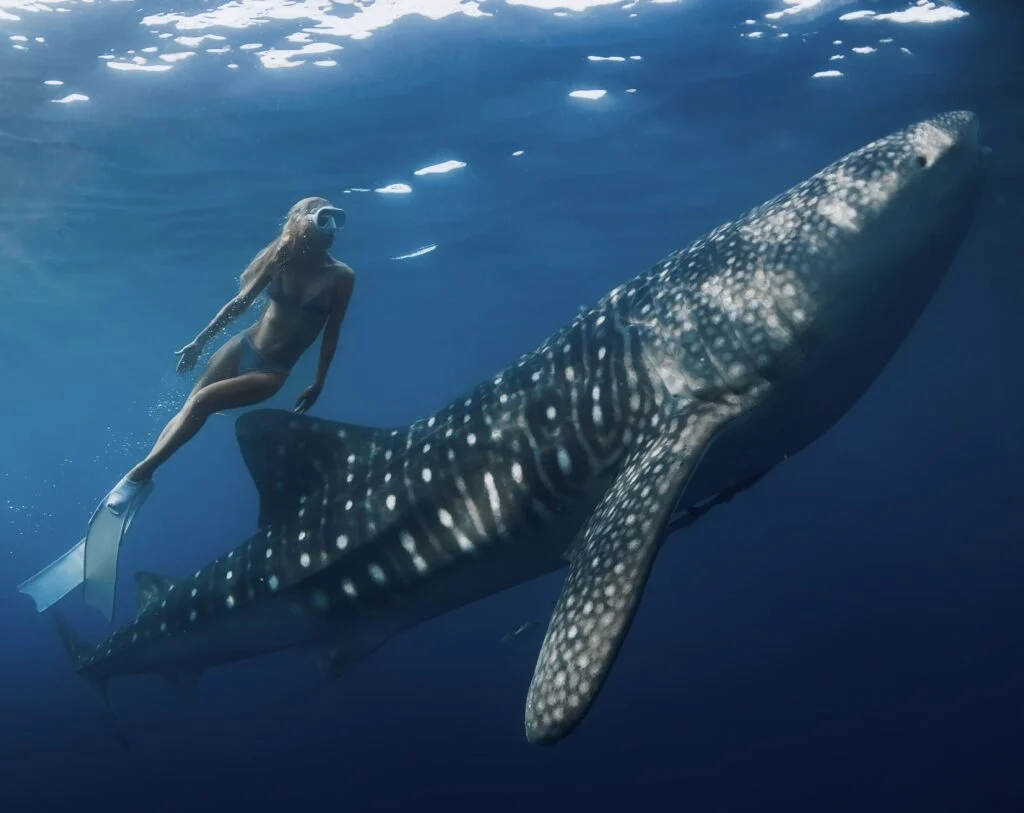 Swimming with whale sharks