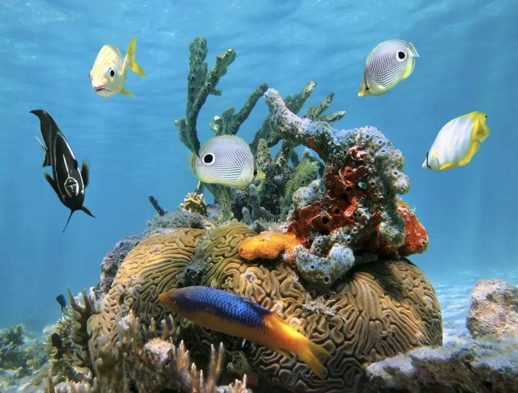 Brain coral with colorful sea sponges and tropical fish in the Caribbean sea