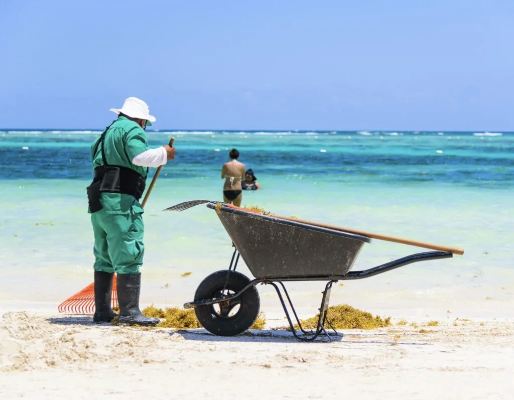 Mexican worker picking seaweed from sargassum on beaches of the Mayan Riviera, Playa del Carmen, Mexico, turquoise sea