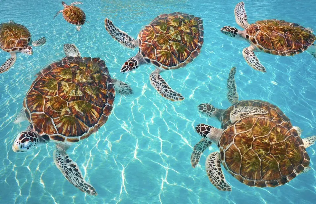 Protecting Cancun's Paradise 10 Small Things Travelers Can Do That Make A Big Difference