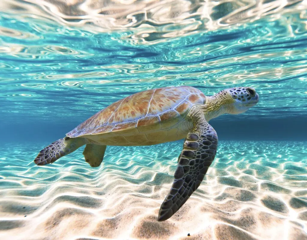 Sea Turtle in Cancun