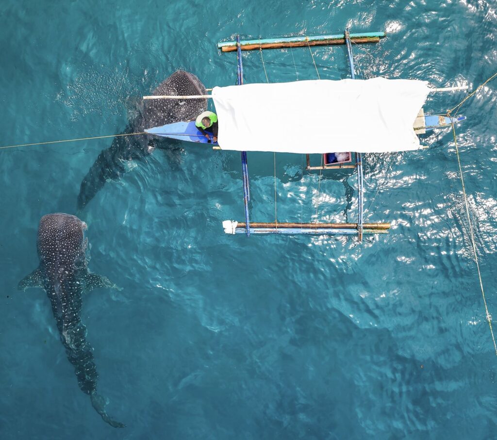 Whale SHarks Surrounding Boat