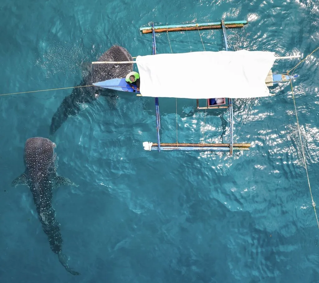 Whale SHarks Surrounding Boat