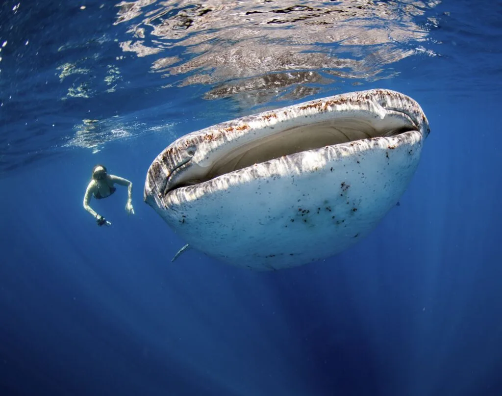 Whale Shark Mouth Size Beside Woman Snorkeling