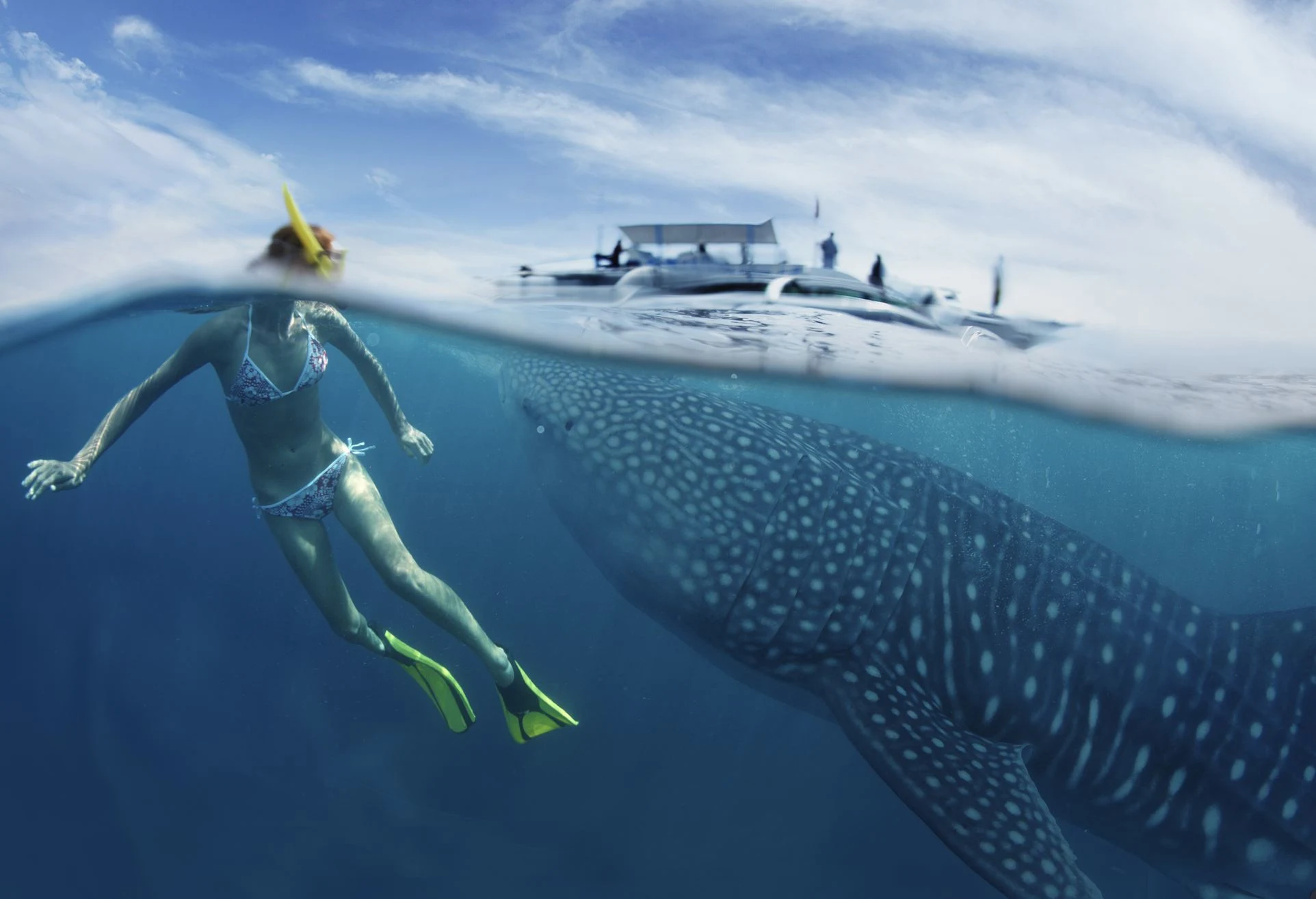 Whale Shark Tour