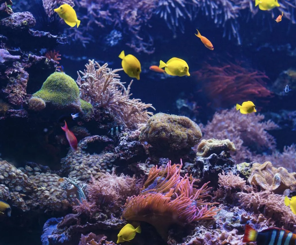 Cancun Reef