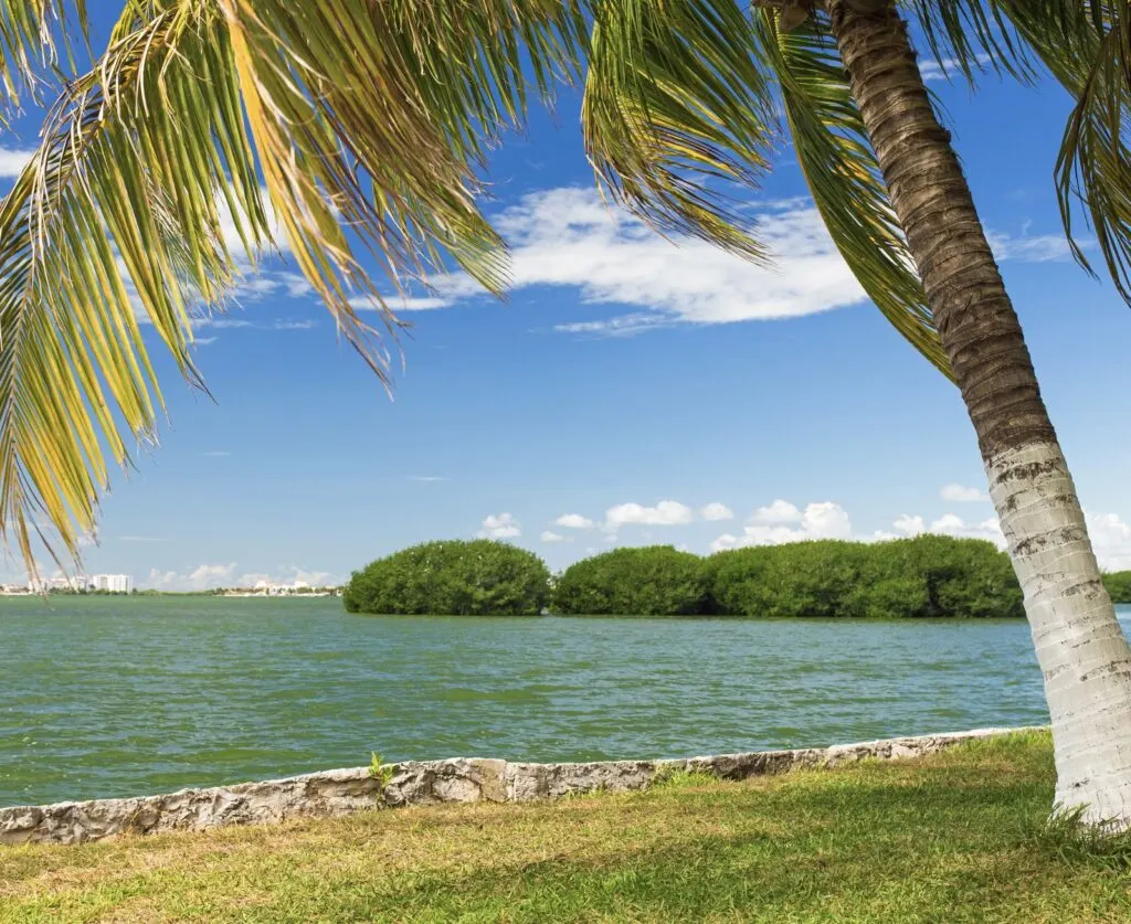 Cancun mangrove