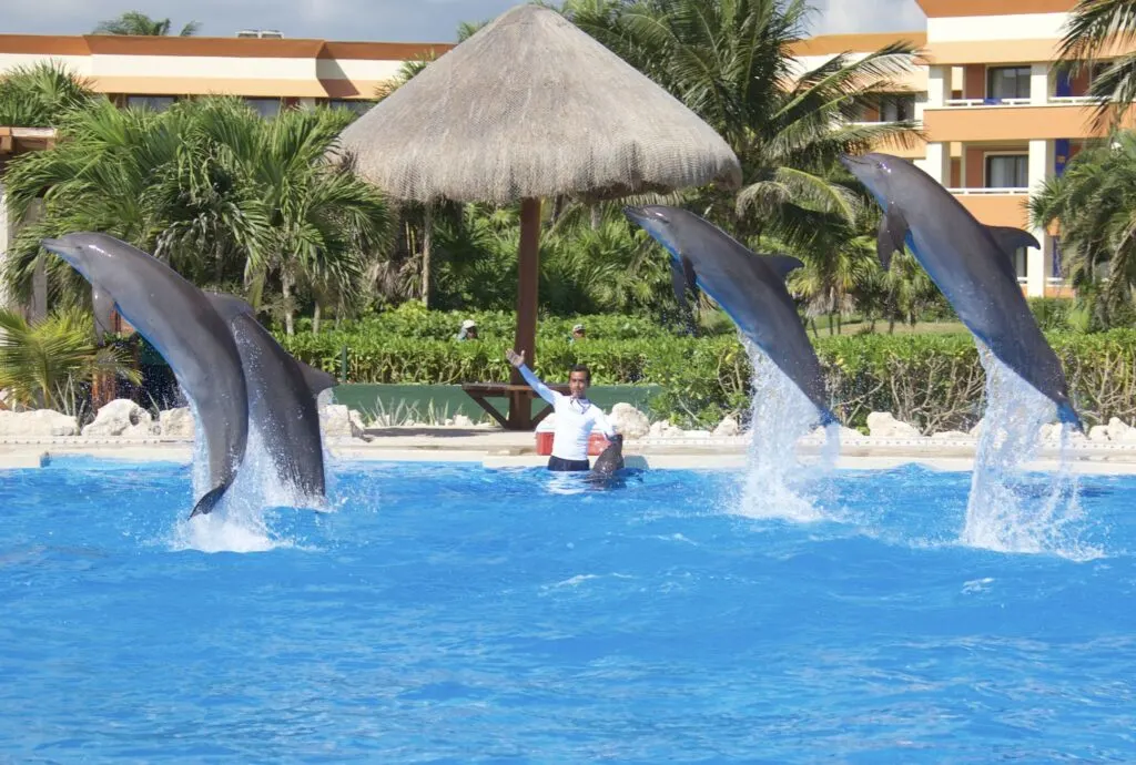 Dolphin show