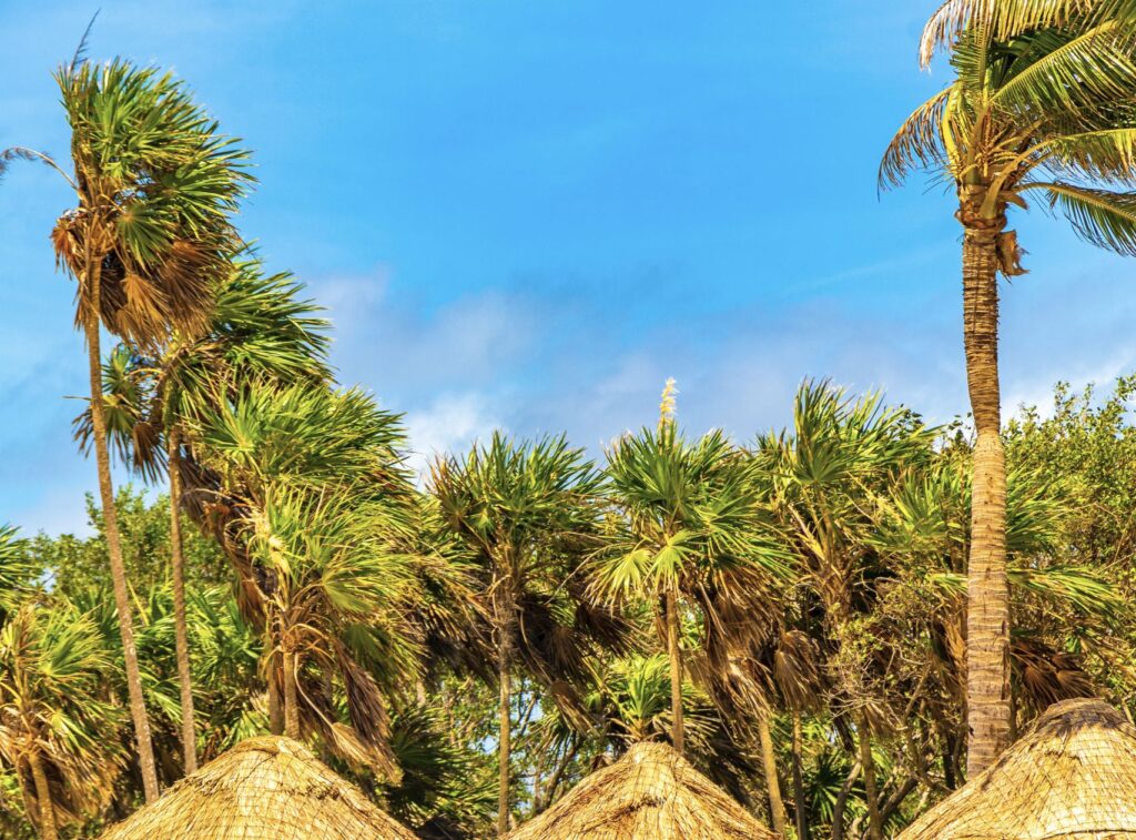 Palm Trees Blowing during storm