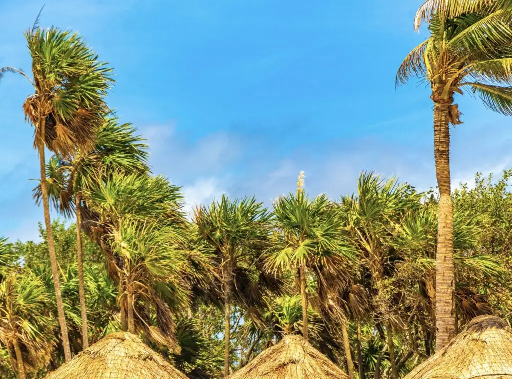 Palm Trees Blowing during storm