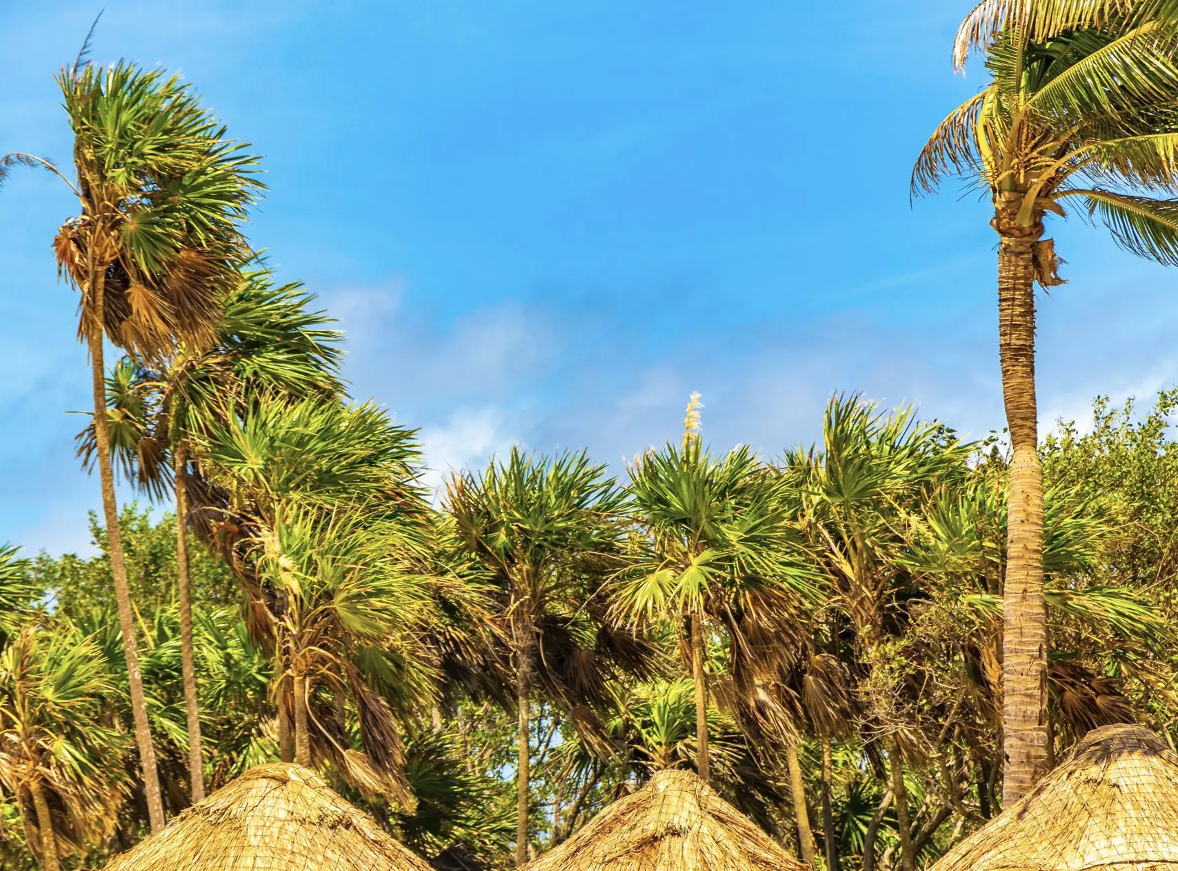 Palm Trees Blowing during storm