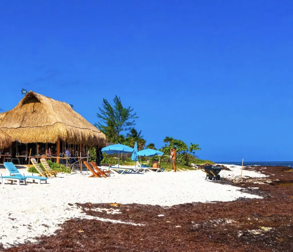 Playa del carmen beach with sargassum.