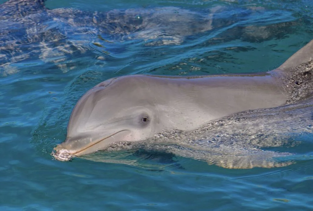 Riviera Maya Dolphin Park Shut Down for Good After Abuse Allegations