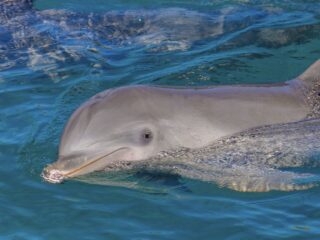 Riviera Maya Dolphin Park Shut Down for Good After Abuse Allegations