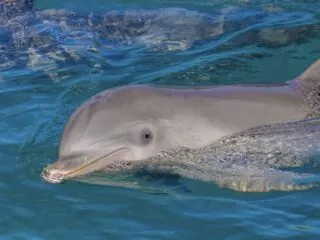 Riviera Maya Dolphin Park Shut Down for Good After Abuse Allegations