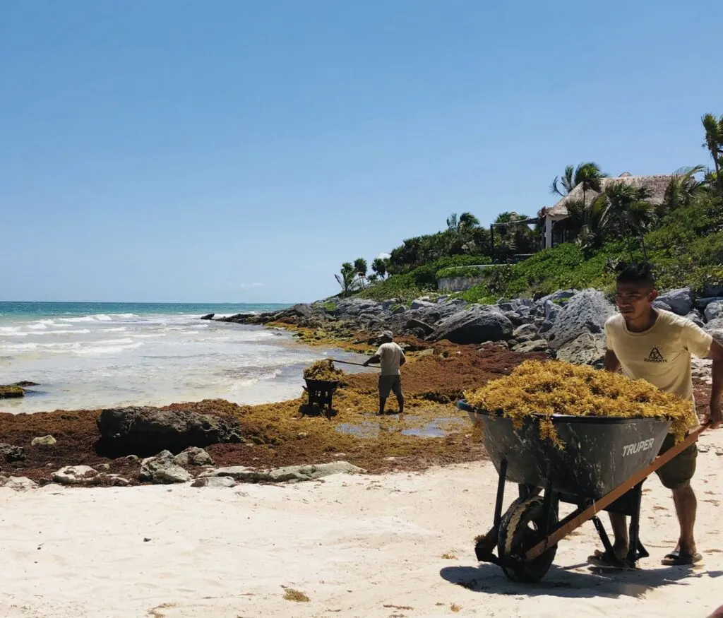 Sargassum Clean Up Tulum