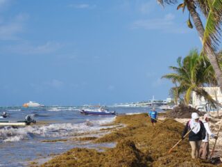 Sargassum Surge Prompts Tourists to Seek Alternate Activities in Playa Del Carmen