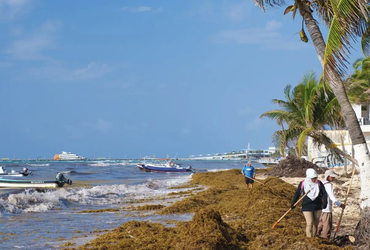 Sargassum Surge Prompts Tourists to Seek Alternate Activities in Playa Del Carmen