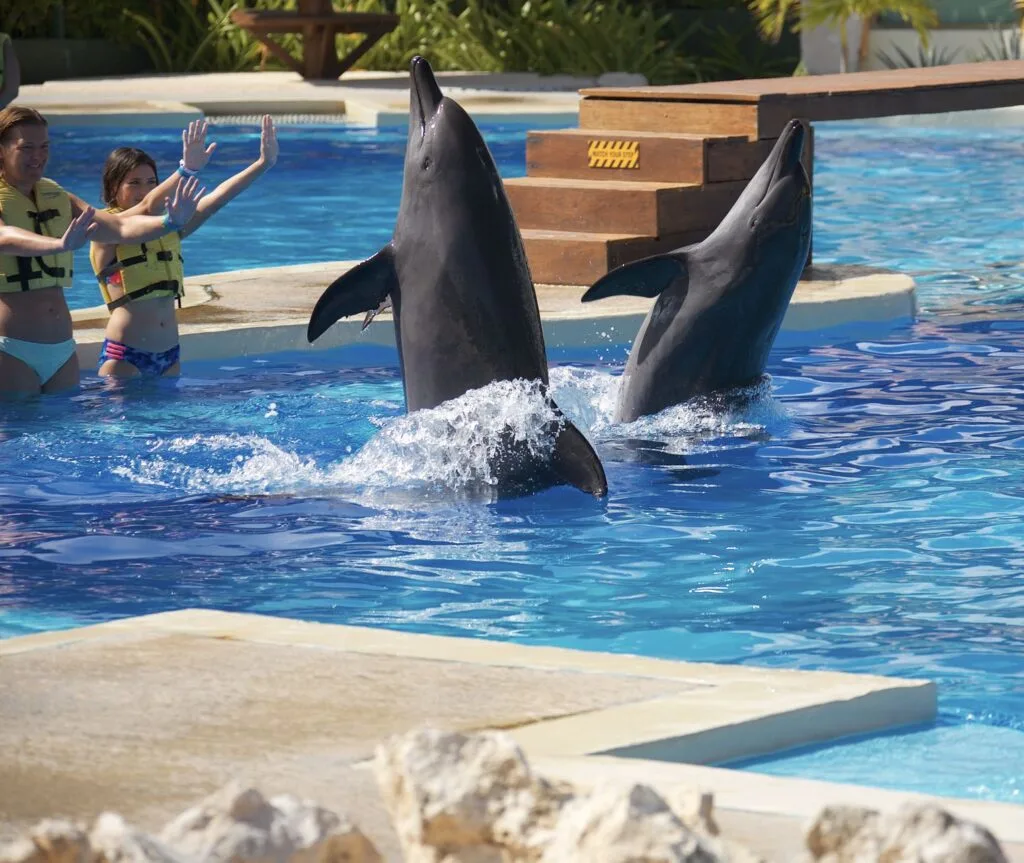 Swimming with dolphins