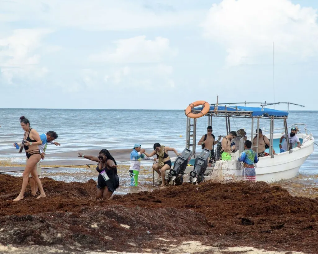 Tourists Walk through Sargassum