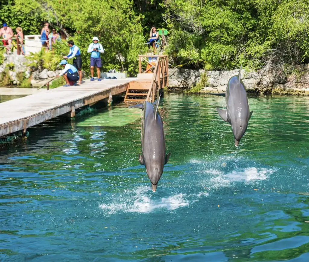 Tourists observing dolphins from a distance
