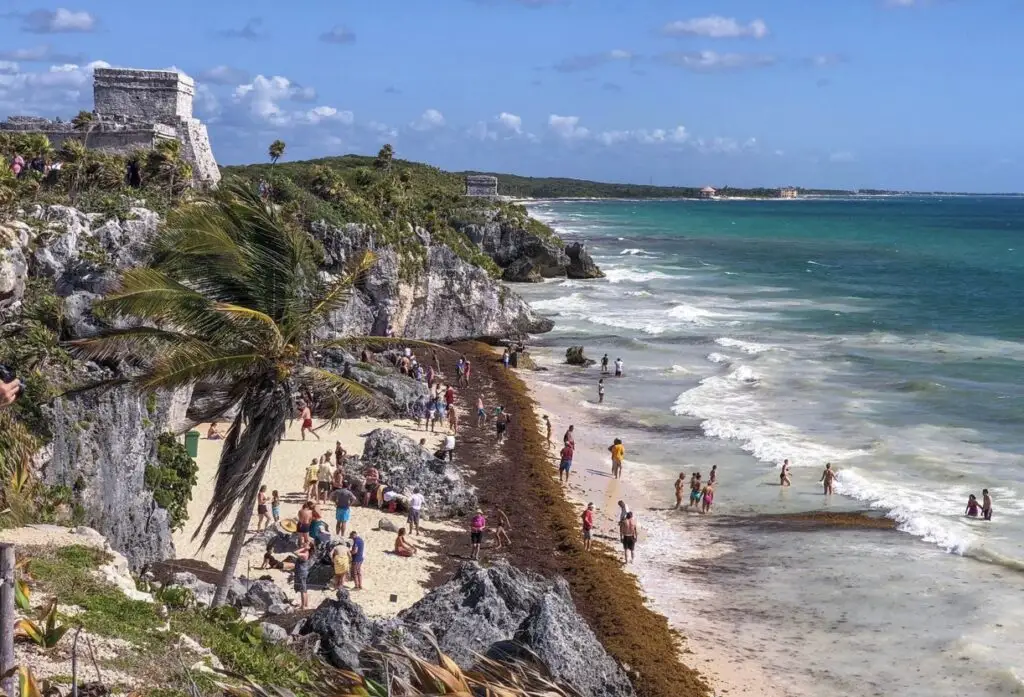 Tulum Scrambles To Keep Up With Massive Sargassum Invasion Compared To Last Year