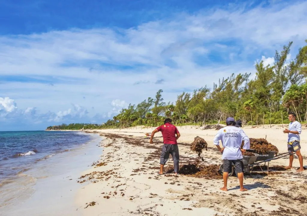 Workers clean beach of Sargassum playa del carmen