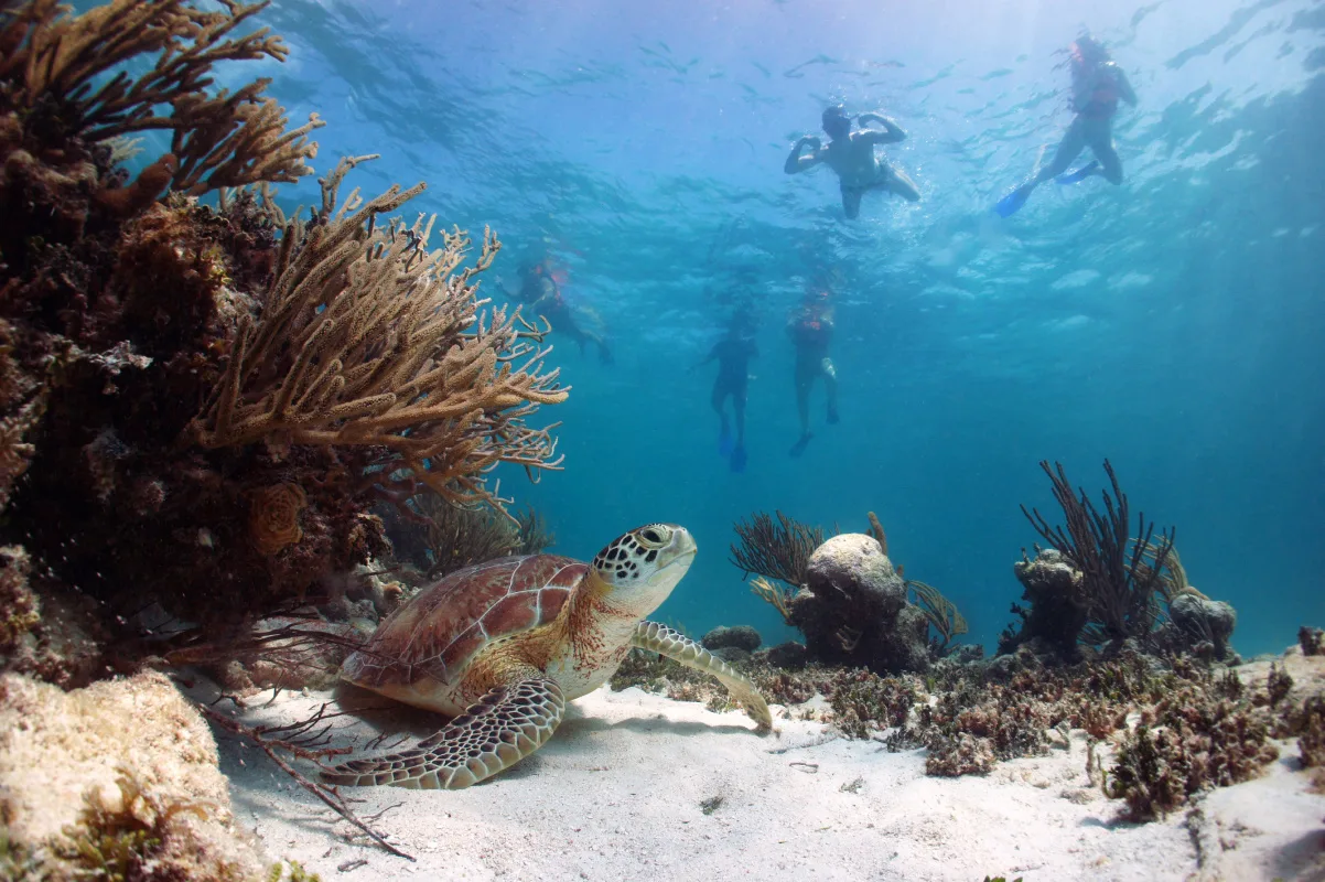 Turtle under the sea with snorkelers in the background